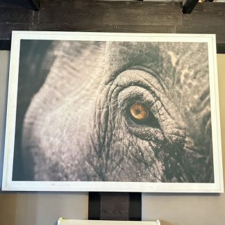 ของตกแต่ง กรอบรูปติดผนัง ภาพถ่ายดวงตาช้าง (Macro photography)